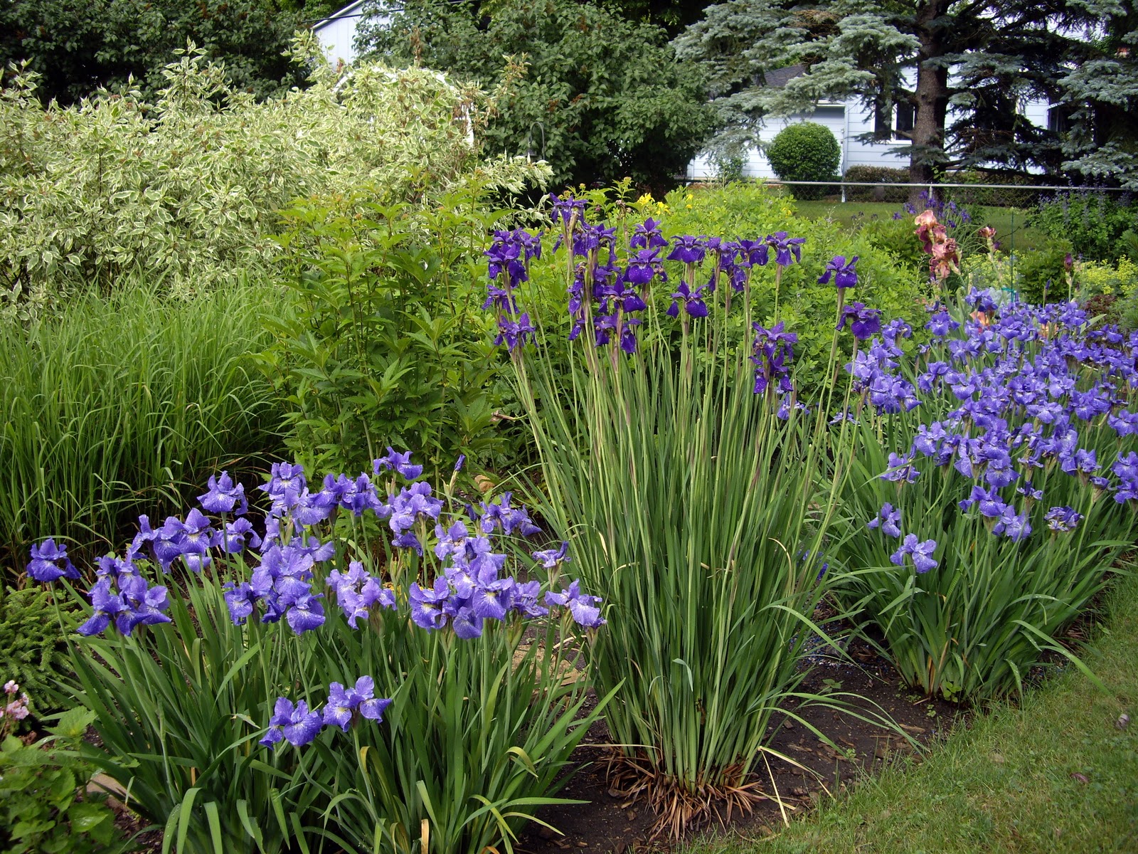 World of Irises Mass Plantings for a Breathtaking Display