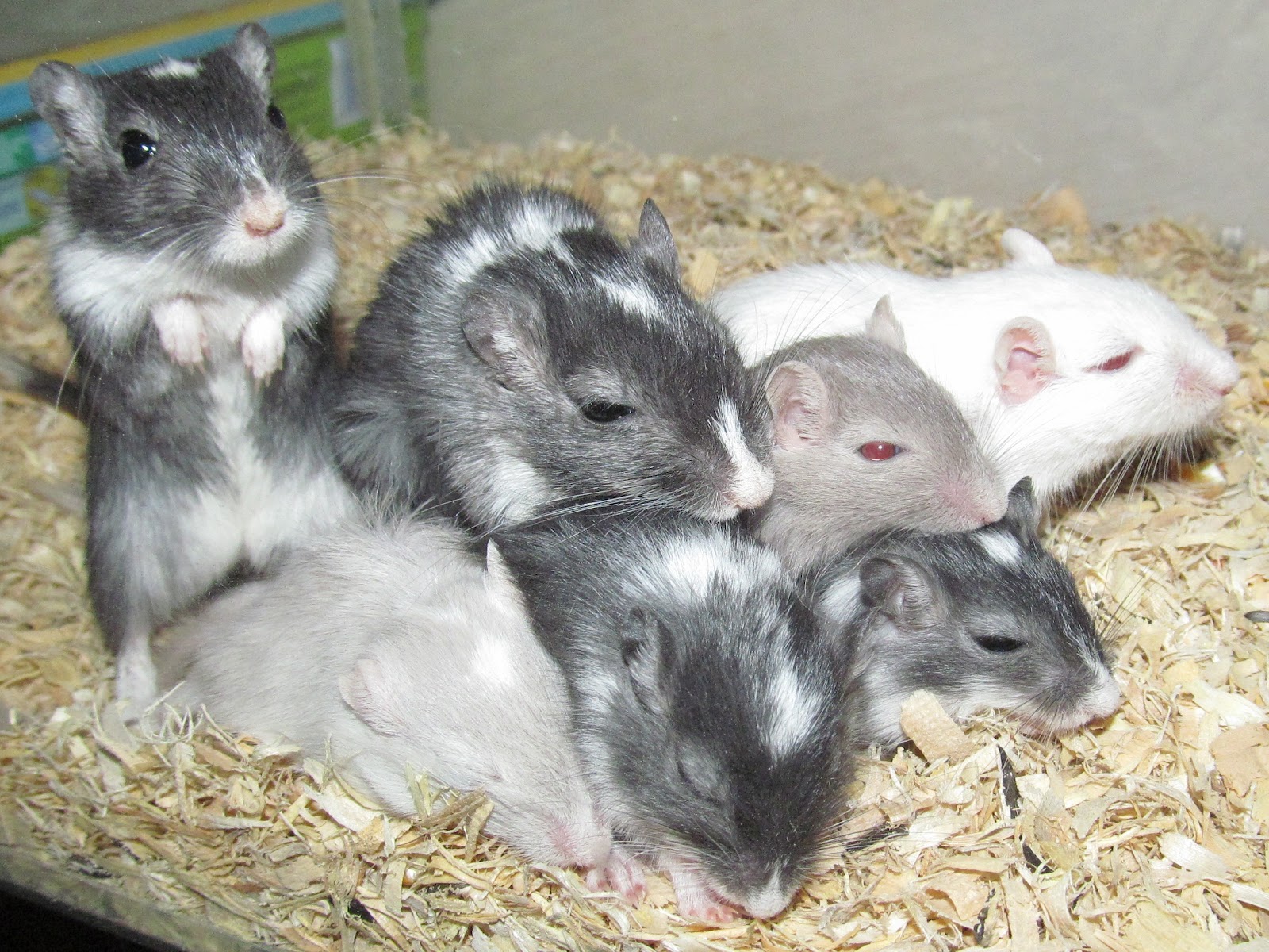 GUIDE TO CARING FOR GERBILS Natural World Pets