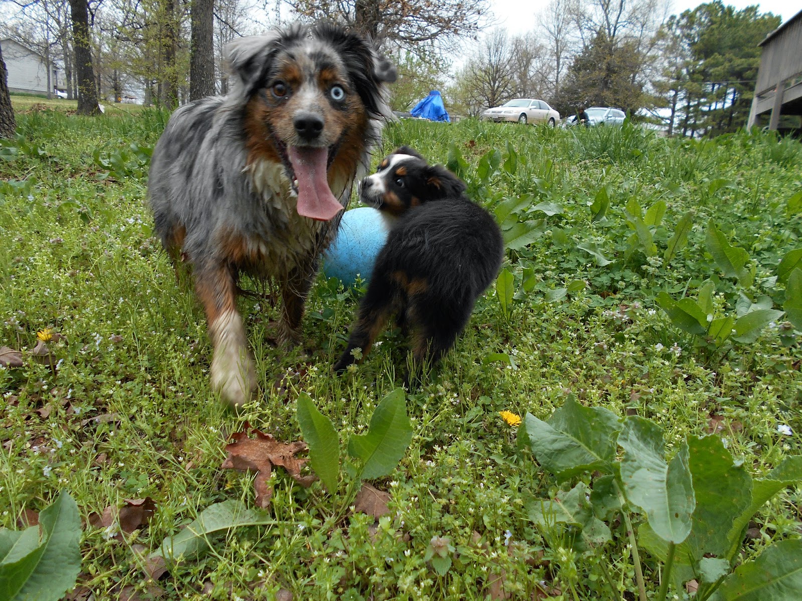 Raising a Mini Aussie The experience of getting a second Aussie