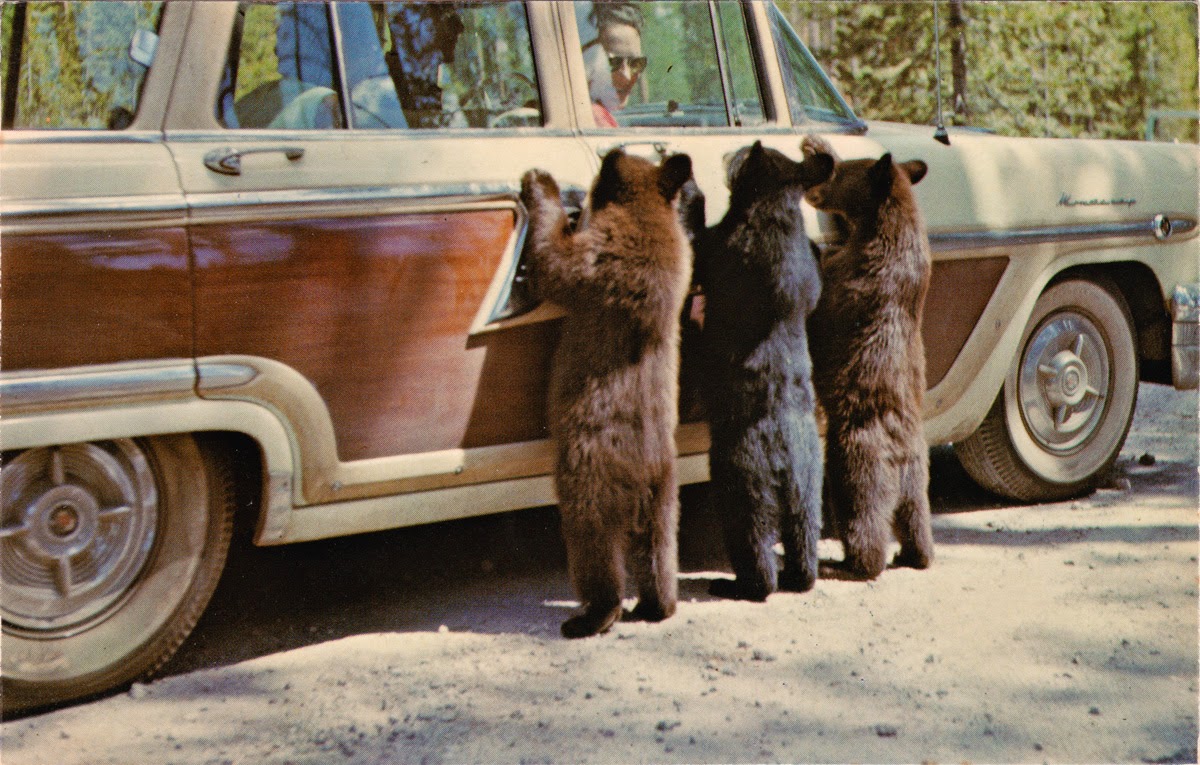 By the way... Bears and cars