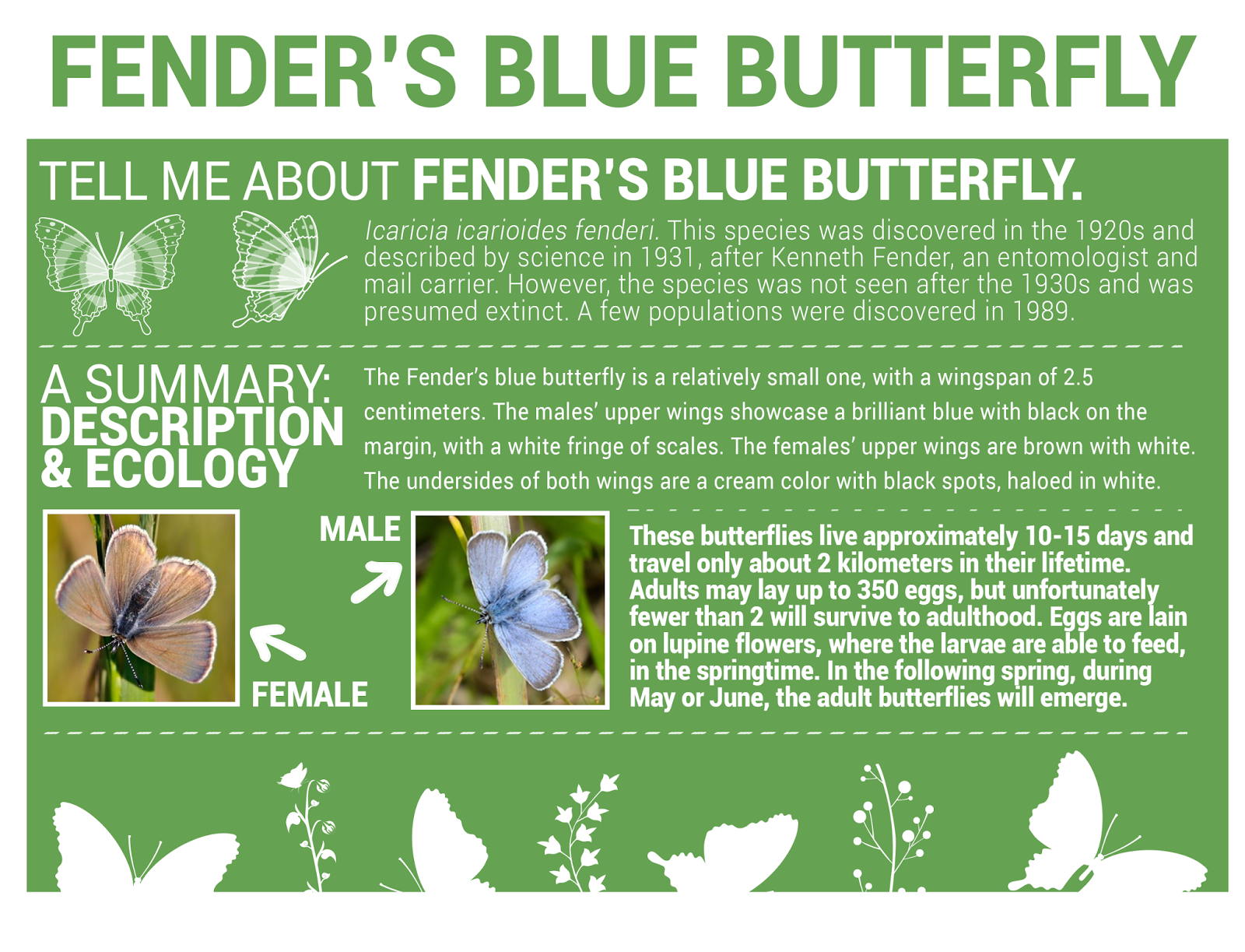 BIO227Fall2015.03 Fender's Blue Butterfly