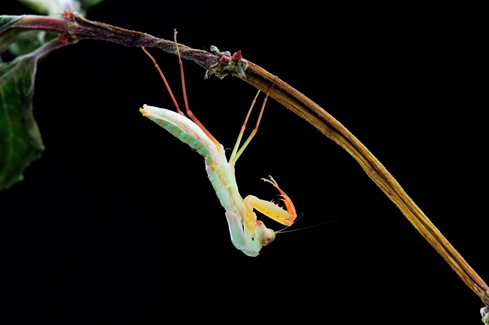 Praying mantis Rhombodera Stalli's molting and branch for hanging