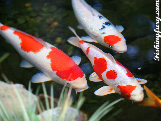 Jenis-jenis ikan hias yang potensial tersebut antara lain ikan Diskus