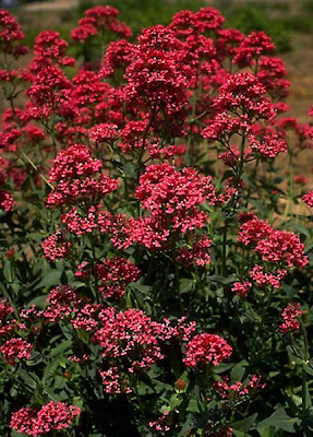 Centranthus ruber