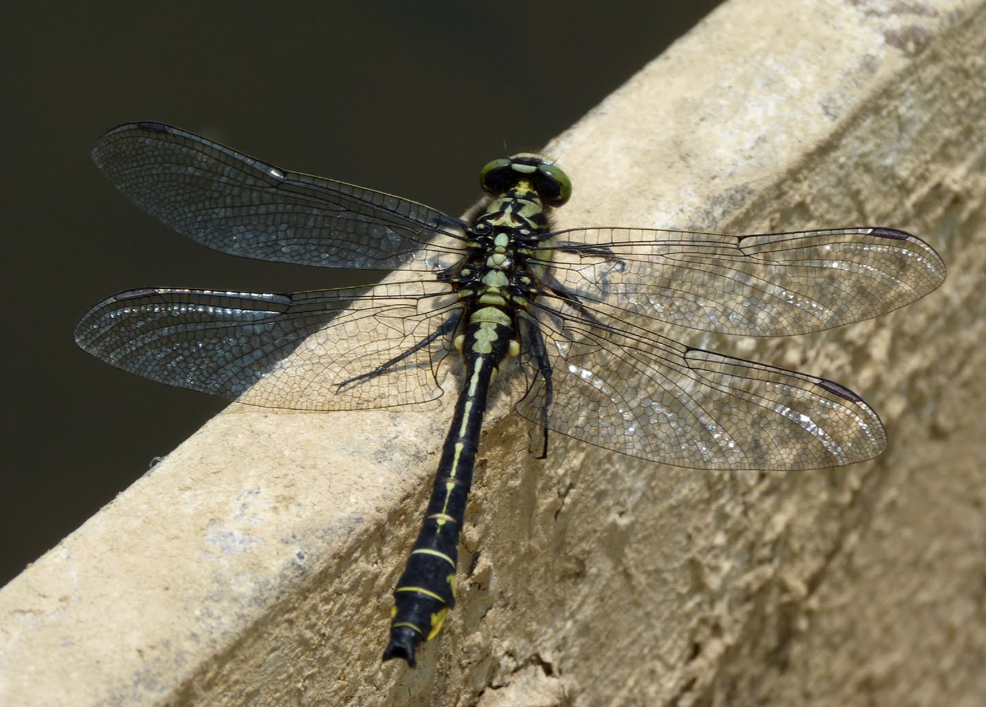 mercurial dragonfly club