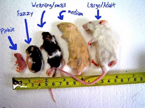 Feeder Mouse Size Chart