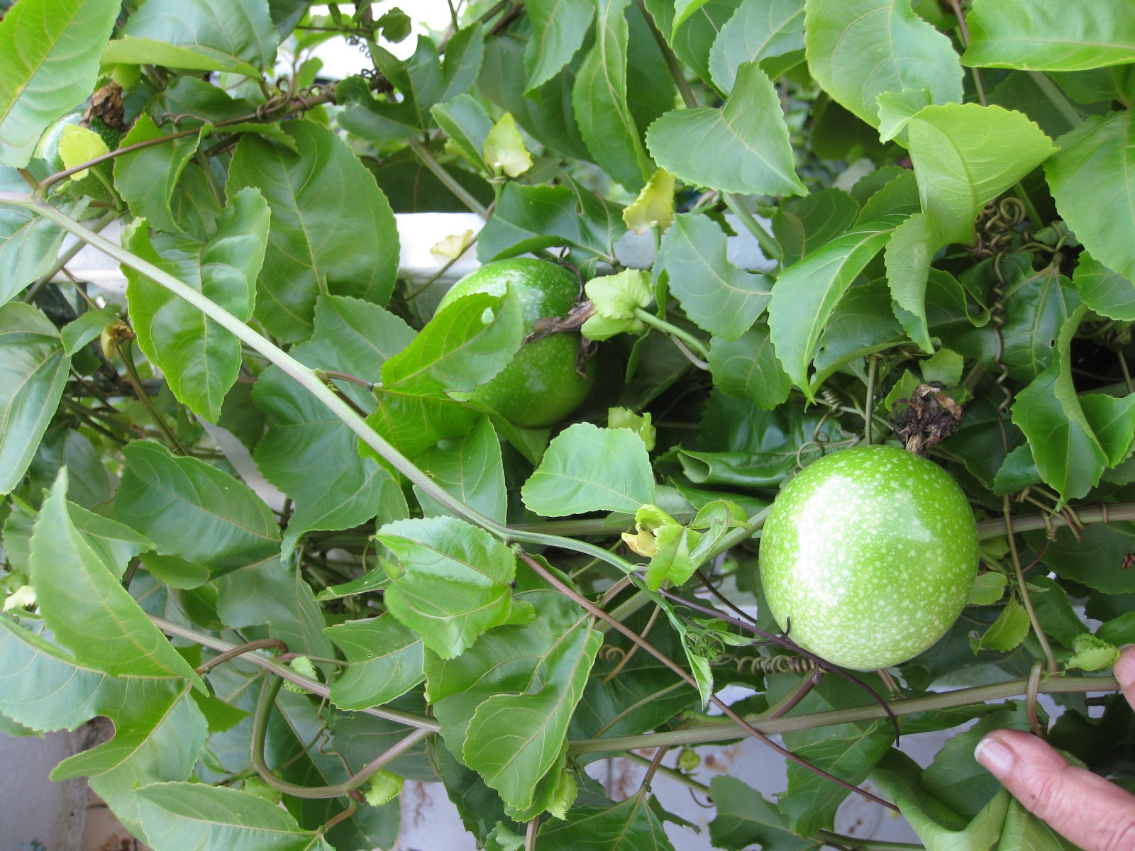 Passion Fruit Leaves... Can they eat it? Tortoise Forum