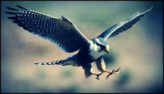 burung-terpantas-dunia