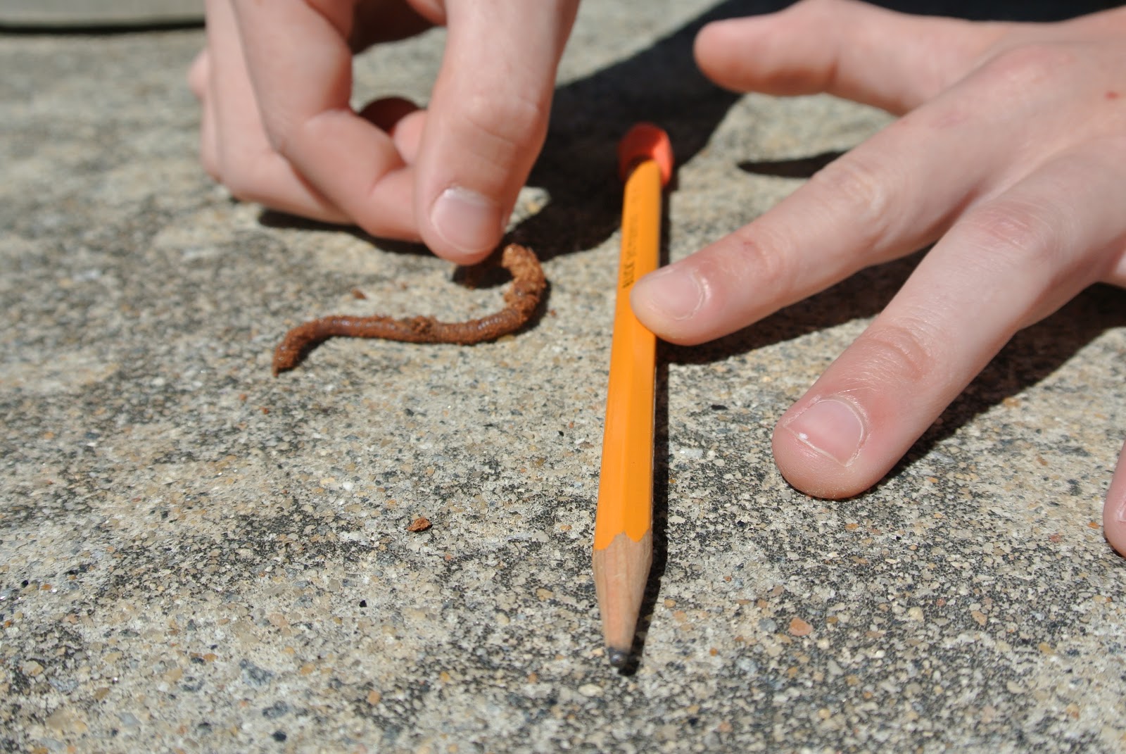 The Bubblegum Tree Earthworm Investigation And An Earth Day Giveaway 