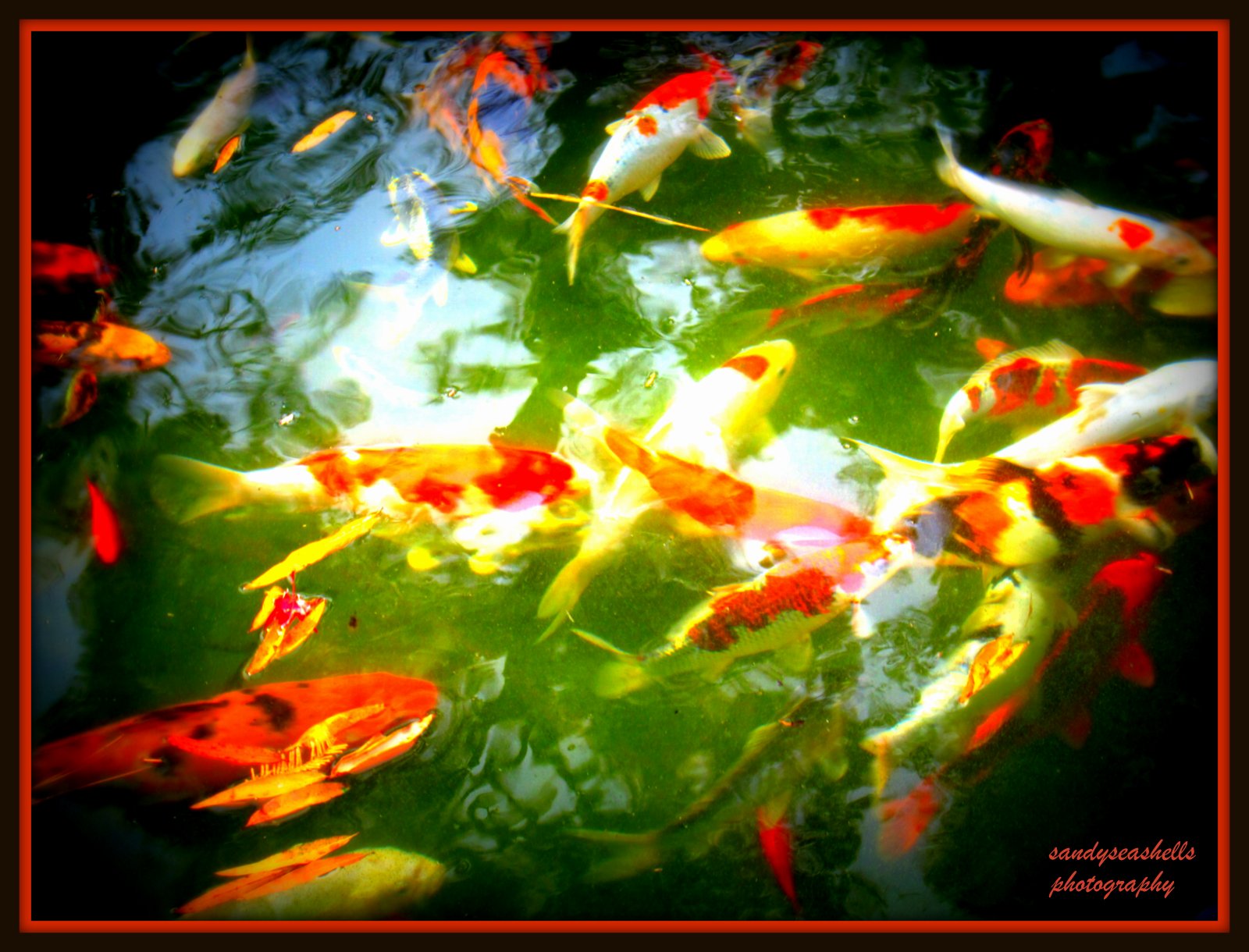 What do the colors of koi fish mean The Meaning Of Color