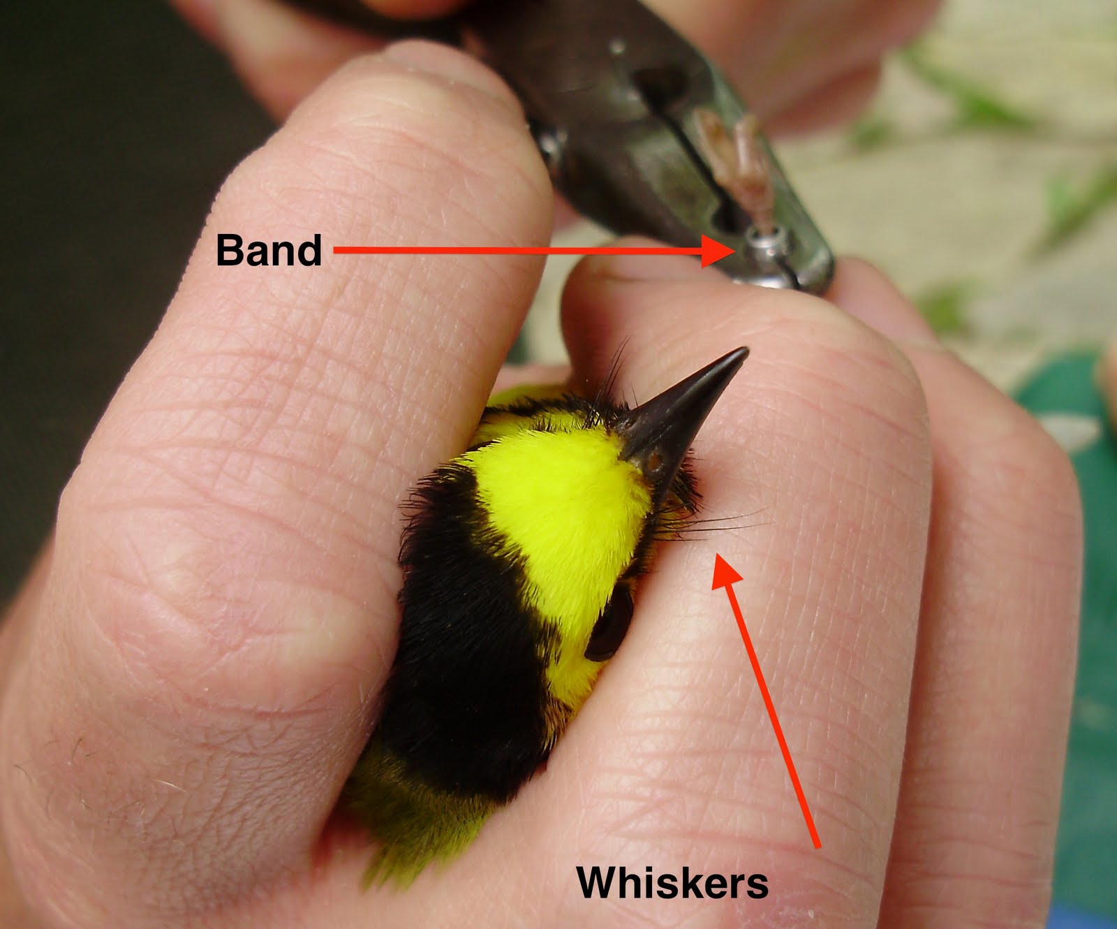 Male Hooded Warbler Photos from today's Banding