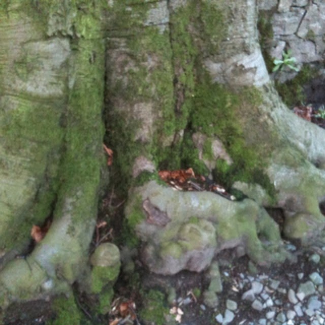 interesting tree roots