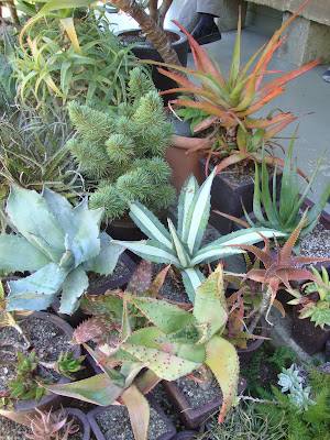 danger garden: Mosaic Gardens