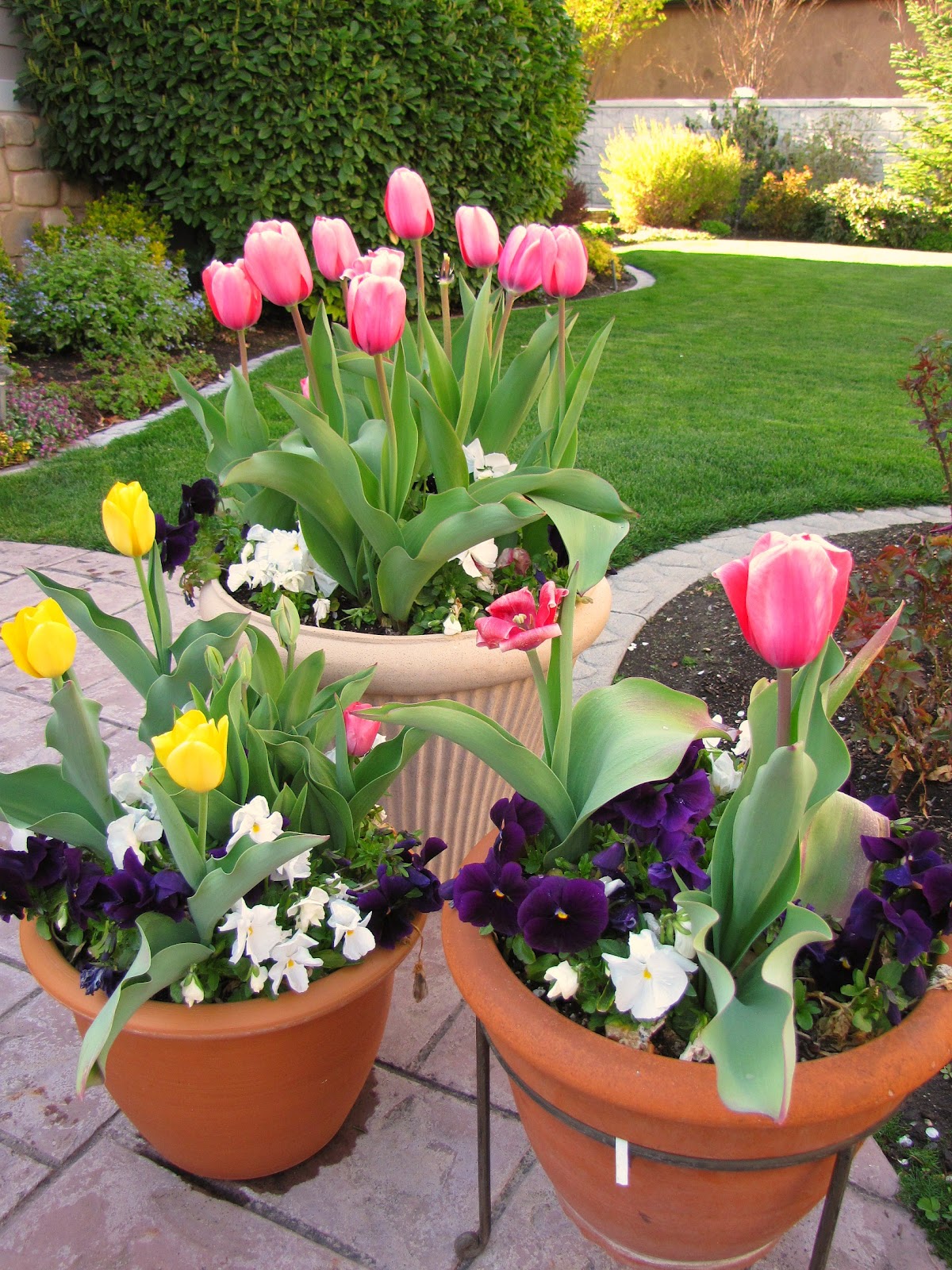 Russ' landscaping and gardening tips Potted tulips