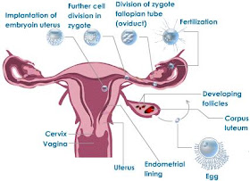 Biologiku Proses Fertilisasi Pada Manusia
