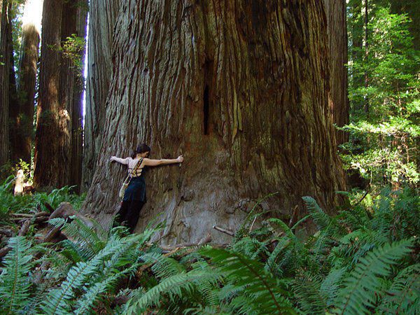 Vancouver Island Big Trees: The Wonders Of Big Trees