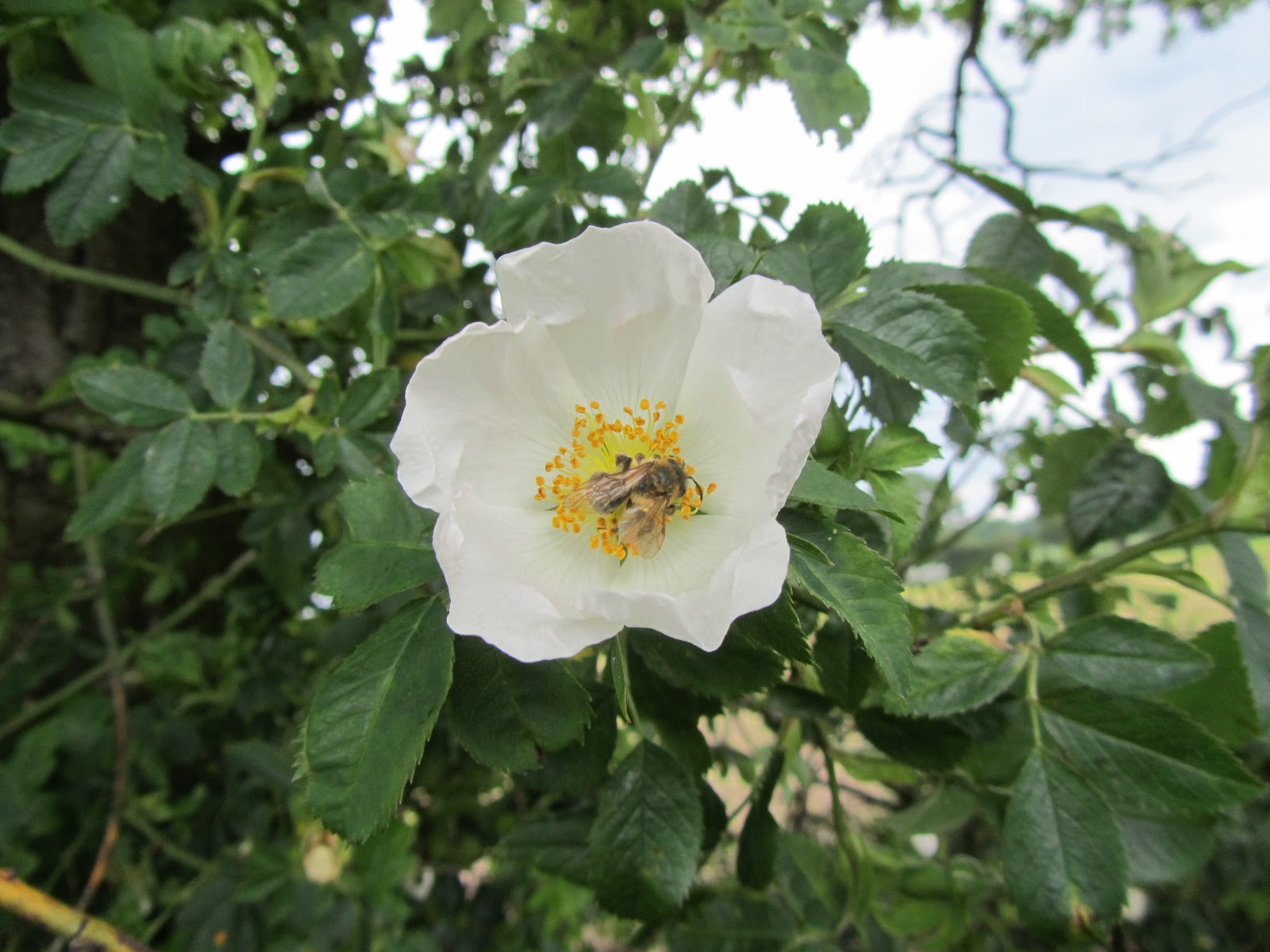 Narrowboat Armadillo Honeysuckle Rose.