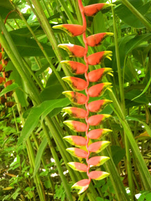 Heliconia rostrata Hanging Lobster Claw at Diamond Botanical Gardens Soufriere St. Lucia by garden muses-not another Toronto gardening blog