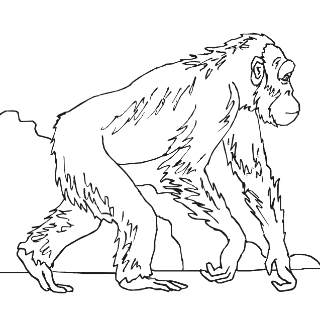 Desenho de macaco, desenho infantil para colorir - Desenhos Para