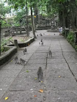 I had to run this gauntlet to get to my guest house