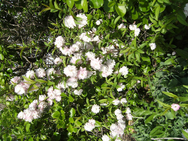 Devoid Of Culture And Indifferent To The Arts Flowering Almond
