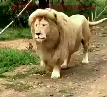 Lion of Judah