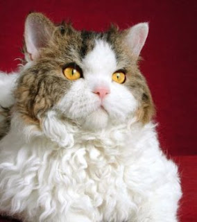 selkirk rex pet cat selkirk rex cat puss pussy pussycat grimalkin kat mace pisik kotka gat macka kocka kass pusa kissa gato katze macska kottur kakis kate qattus kot pisica macka katt kedi con meo kucing pets huisdieren animaux de compagnie Haustiere animais Animale de companie animales domesticos husdjur Evcil Hayvan anifeiliaid anwes domace zvali binatang kesayangan augintiniai animali domestici peatai bet kay lemmikit mga alagang hayop domaci zvirata kucni ljubimci animals domestics maskotak binatang peliharaan species breeds kitten