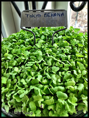 gardening microgreen garden plants tokyo bekana gardening microgreen garden plants tokyo bekana