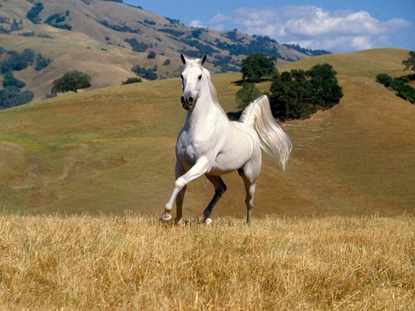 cheval+blanc.jpg