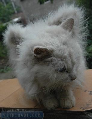 gambar kucing bersayap china gambar kucing bersayap china