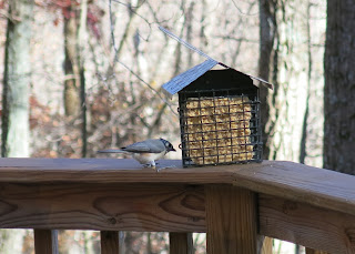 Tufted Titmouse, Wednesday, November 04, 2015, 2:42:26 PM
