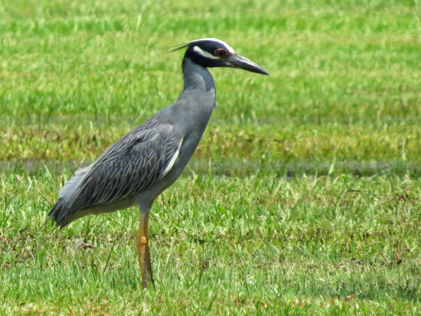 SE Texas Birding & Wildlife Watching A FiveHeron Morning