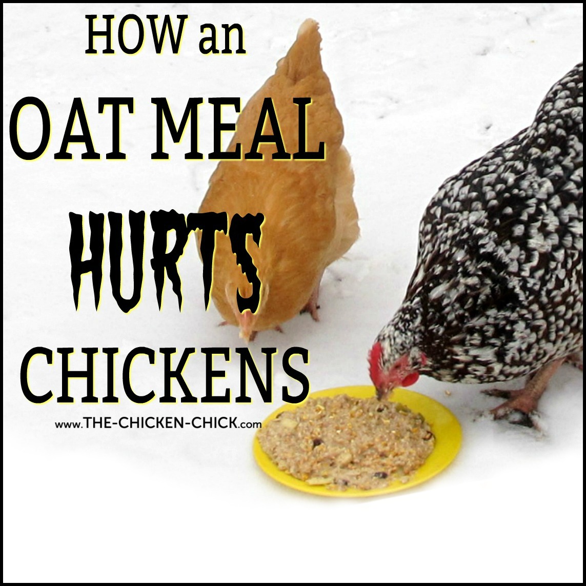 The Shocking Effect of an Oatmeal Breakfast on Chickens The Chicken Chick®