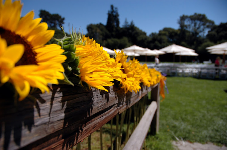 Sun Flowers