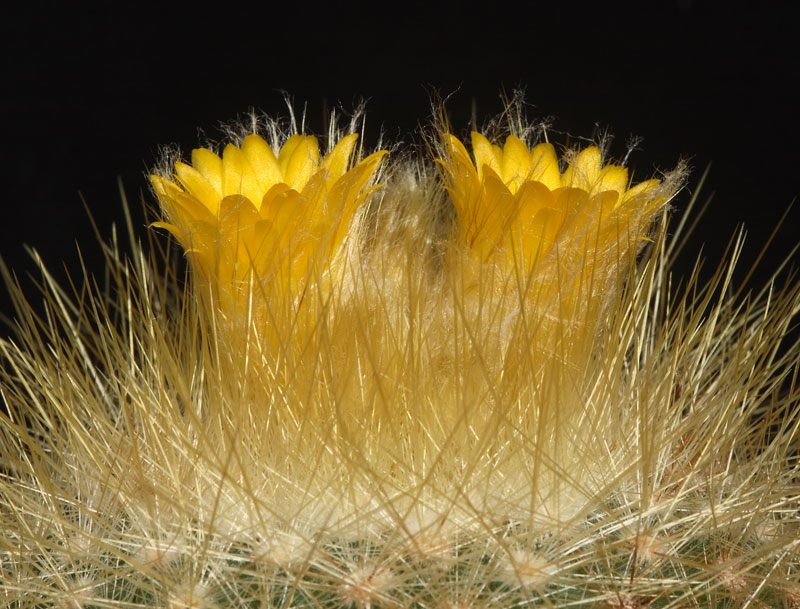Parodia Chrysacanthion