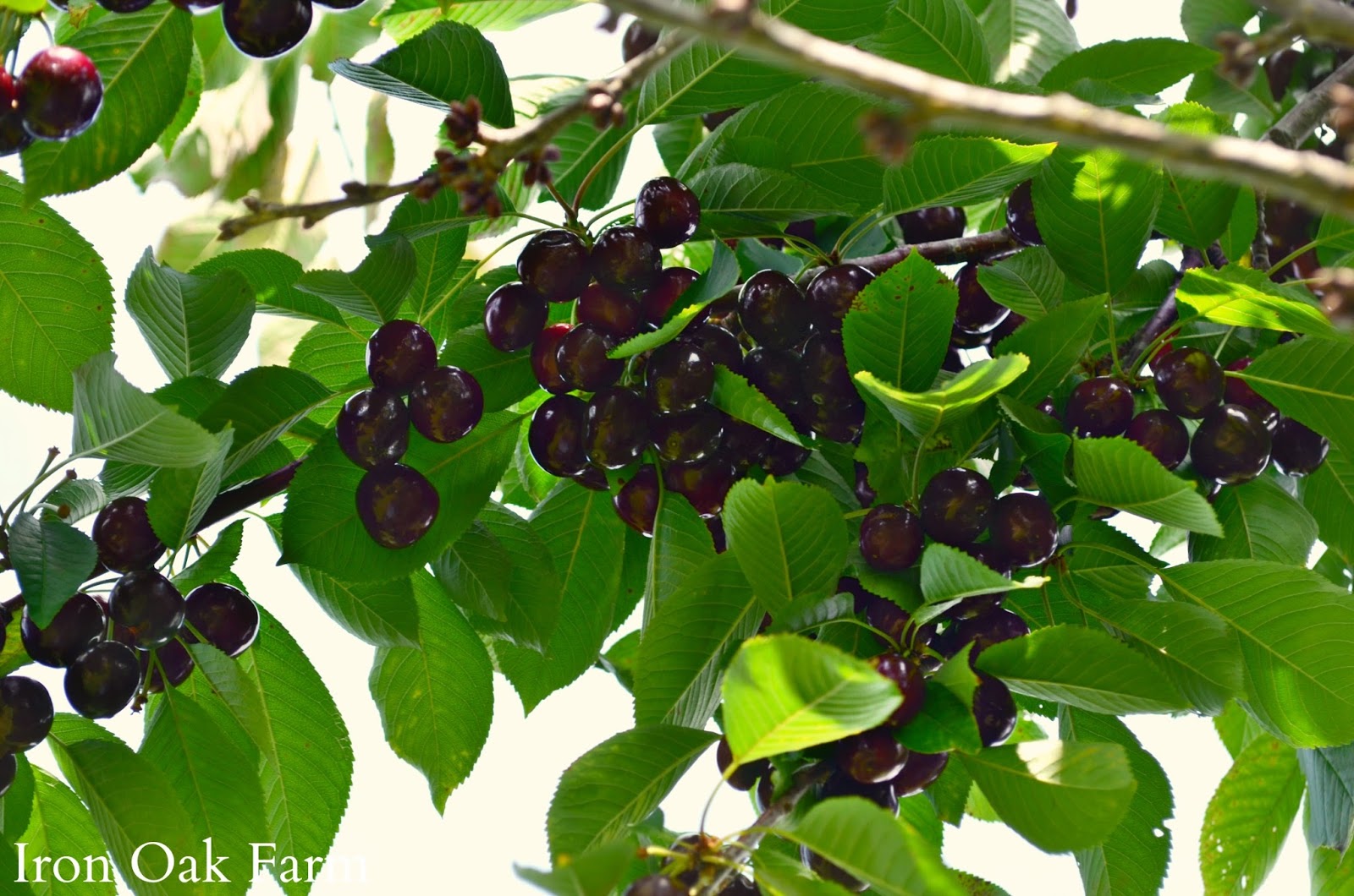 Iron Oak Farm Cherry Picking