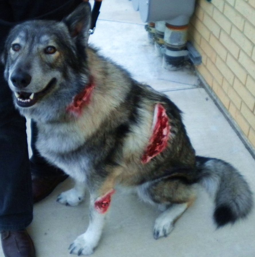 El Pinche Pirata Del Fuego Blog Online Religious Preparatory