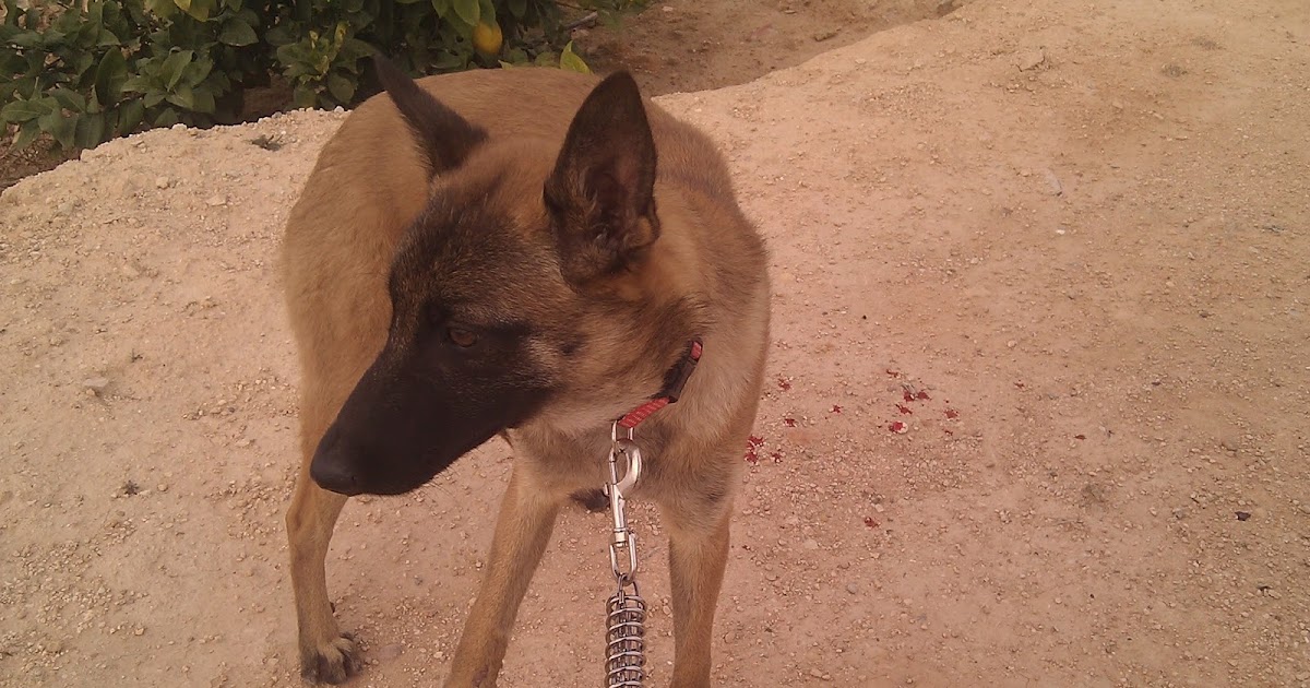 Mercy der Social Media Hund Katastrophe am Sonntag Mercy ist verletzt