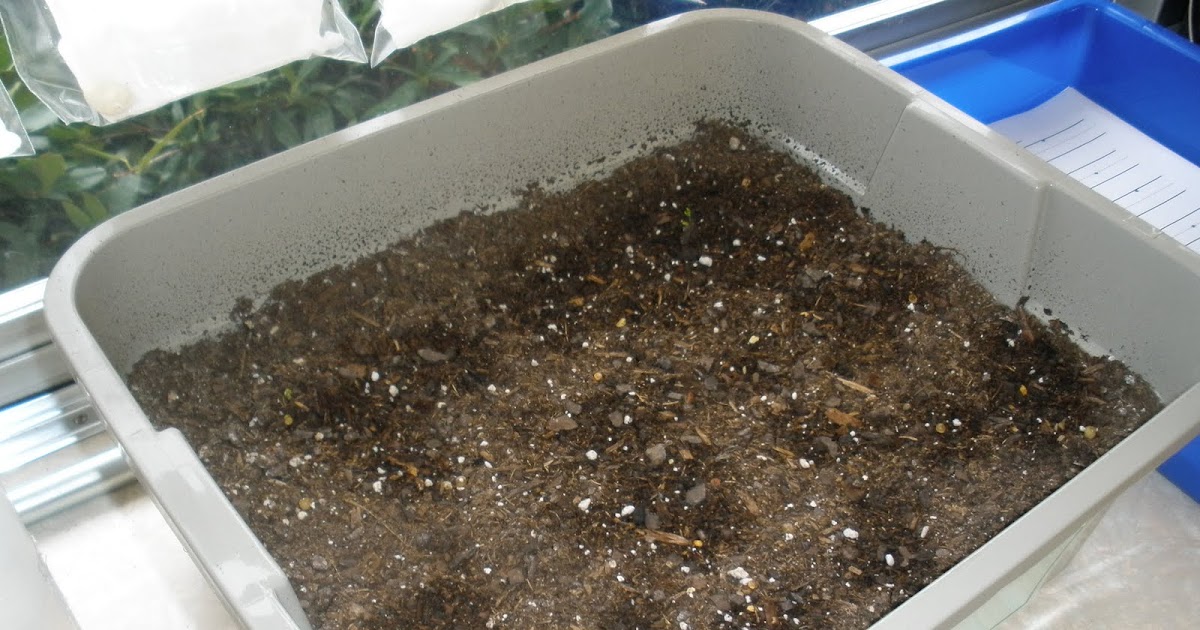 The Art of Teaching: A Kindergarten Blog: Plant Unit