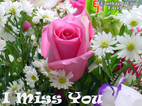 Lovely Quotes For You: I Miss You in Cute Rose Flower New Images 2013
