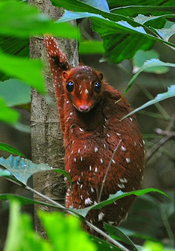 Animals You May Not Have Known Existed - Sunda Colugo