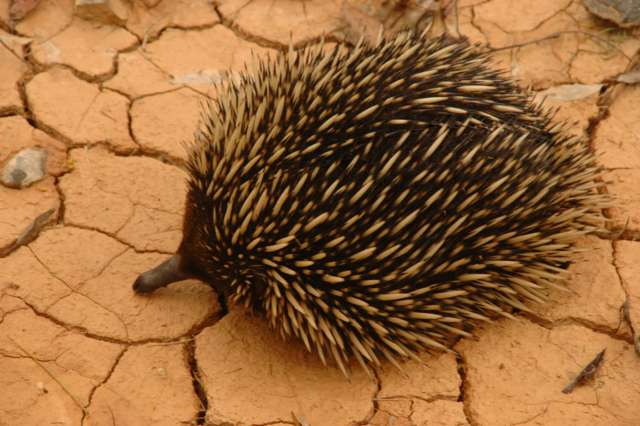 Can Ticks Move From Dogs To Humans Can Ticks Move From Dogs To Humans