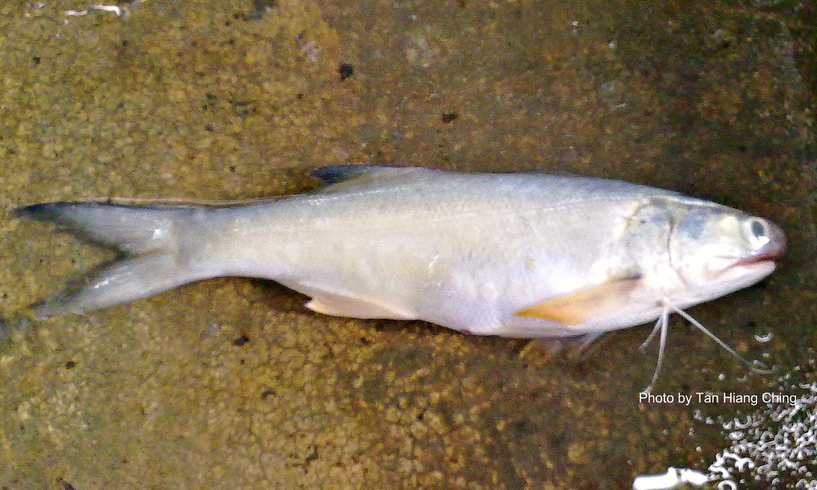 Ikan Kurau In English Name