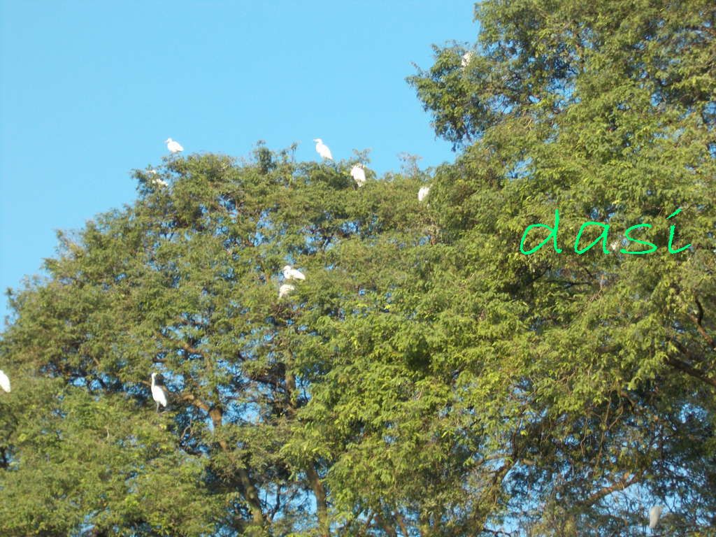 Potret Jateng Burung Bangau Atau Blekok Di Srondol Semarang