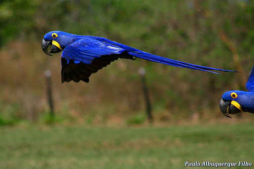 Aara Azul - Anodorhynchus hyacinthinus Aara Azul - Anodorhynchus hyacinthinus