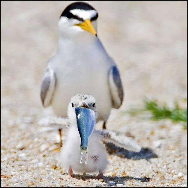 Funny Baby Birds