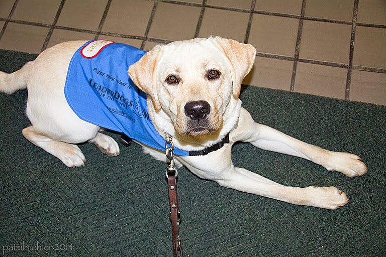 A young yellow lab is lying on a green rug on beige tile flooring, he is wearing the blue Future Leader Dog jacket and looking up at the camera. A leash is attached to his collar.