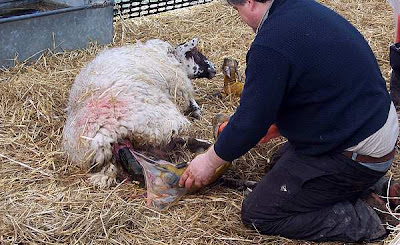 El parto de una oveja