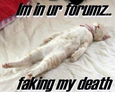 Just for fun Funny+cat+wallpapers-2