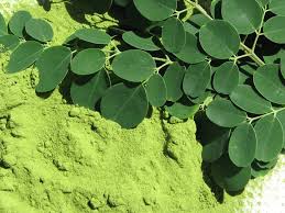 Investigación sobre la Moringa